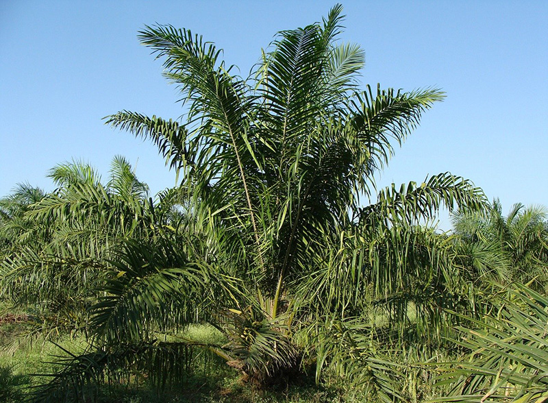 oil-palm-287899 1280