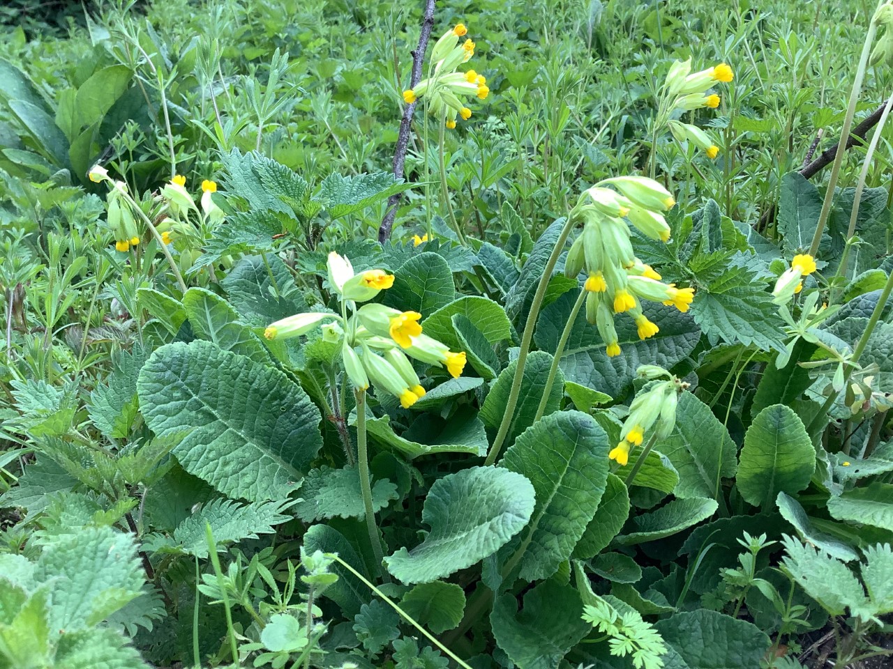 Cowslips