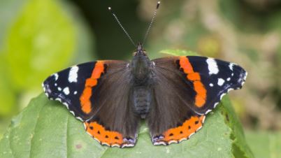 Red Admiral