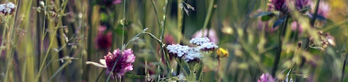 meadow flowers - cropped